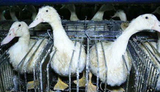 Dalla fine del 2022 a New York sarà vietato vendere e servire foie gras