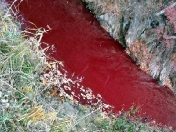 Il fiume diventa rosso: è il sangue di 47 mila maiali