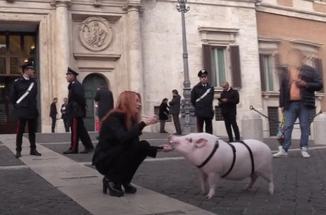 Animali, Michela Brambilla con un maiale davanti a Montecitorio: “Stop gabbie e sofferenza”
