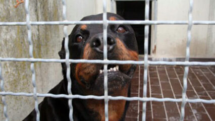 Porto Cesareo: 12enne azzannata da un rottweiler