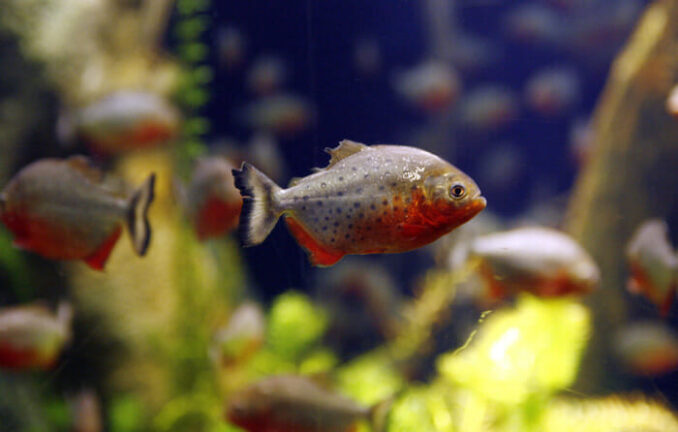 Brasile: in aumento attacchi di piranha