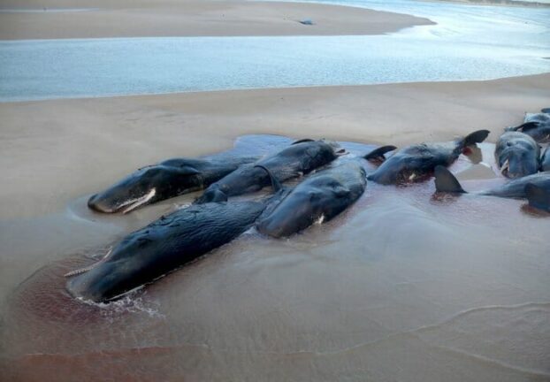 Nuova Zelanda:in 1000 per salvare balene