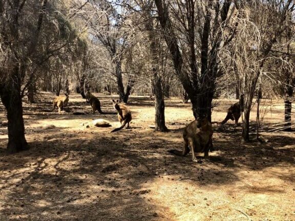 Australia, la natura rinasce dopo gli incendi