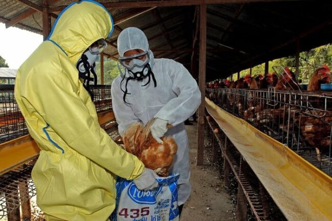 Cina: spunta aviaria polli nell’ Hunan