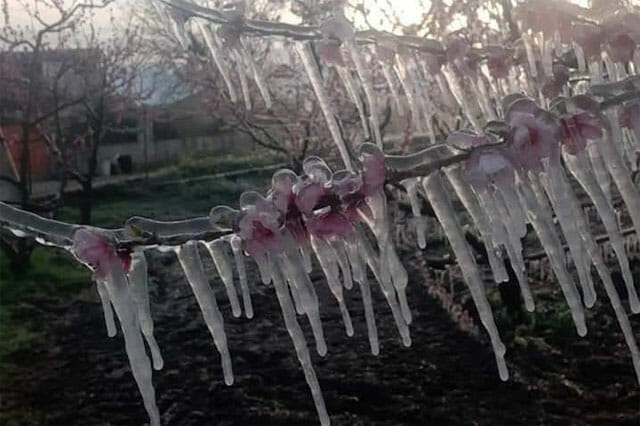 Maltempo: Coldiretti Campania, il gelo danneggia i campi