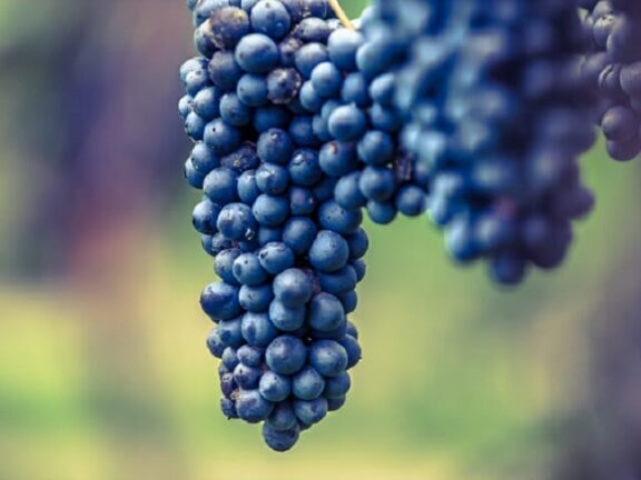 Guasto fa uscire Lambrusco dai rubinetti