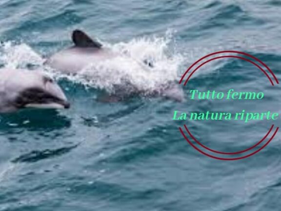 Cagliari: porto senza traffico e spuntano i delfini