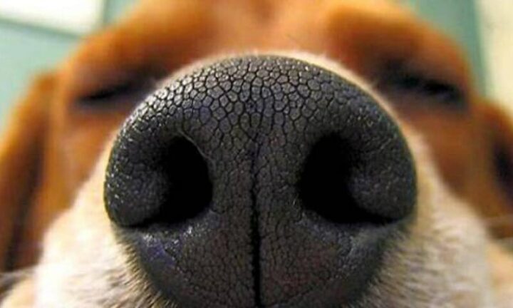 Una scoperta dalla Finlandia: i cani riescono a “fiutare il coronavirus”