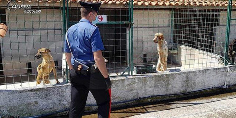 Animali maltrattati, sequestrato canile lager Animali maltrattati, sequestrato canile lager