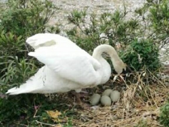 Lago di Garda, prese a sassate le uova del cigno: muoiono tutti i pulcini