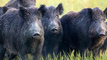 Luigi Rotondo muore dissanguato aggredito da un cinghiale