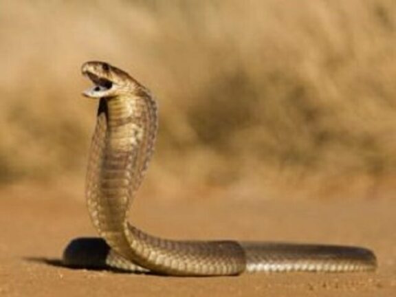 Uccide la moglie facendola mordere da un cobra: ci aveva provato anche con una vipera