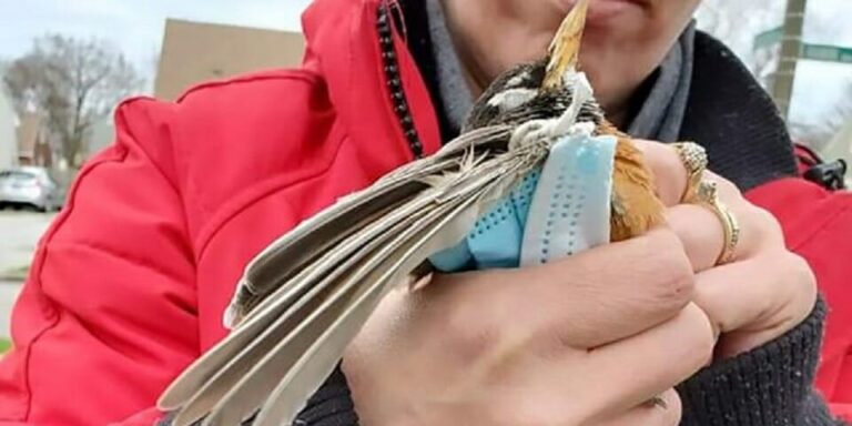 Uccello rimane strangolato in una mascherina abbandonata nel bosco Uccello rimane strangolato in una mascherina abbandonata nel bosco