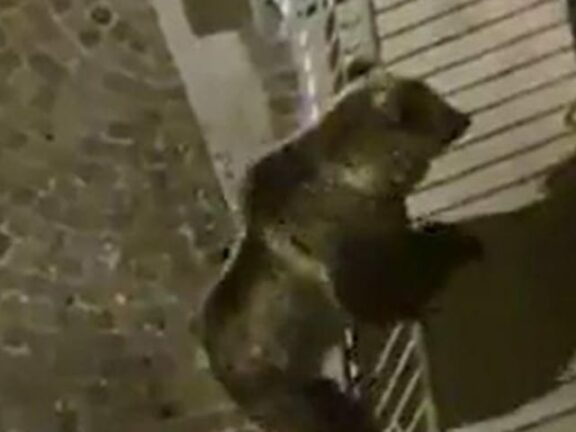 “C’è un orso nel cortile”: la notizia shock