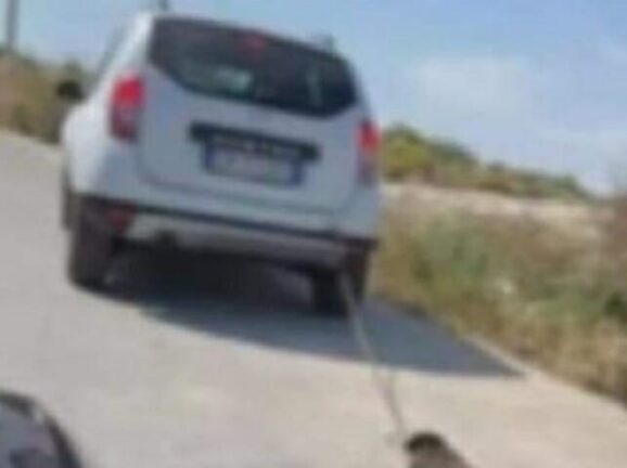 Sicilia, il caso del cane ucciso a Priolo e le minacce di morte a 2 avvocati