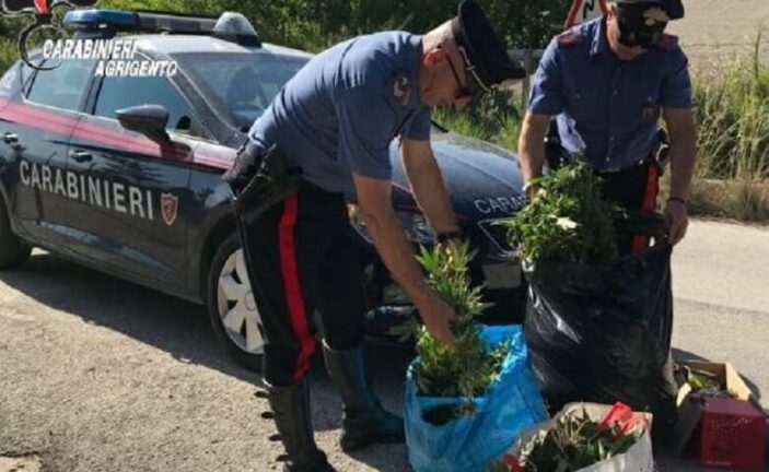 Agrigento, scoperta a Licata piantagione di cannabis. Arrestato 31enne