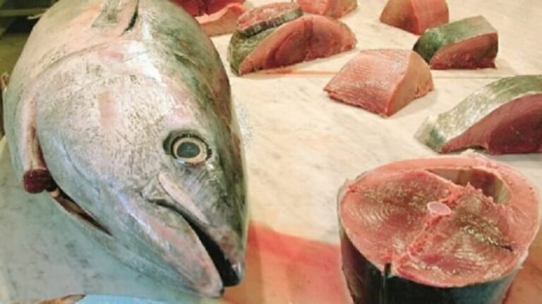 Palermo, mangia tonno rosso e si sente male. Sequestro di mille chili di pesce