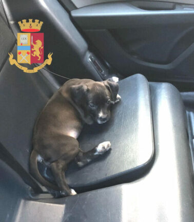 Genova, abbandonano il cane in auto sotto il sole: l’animale muore di caldo