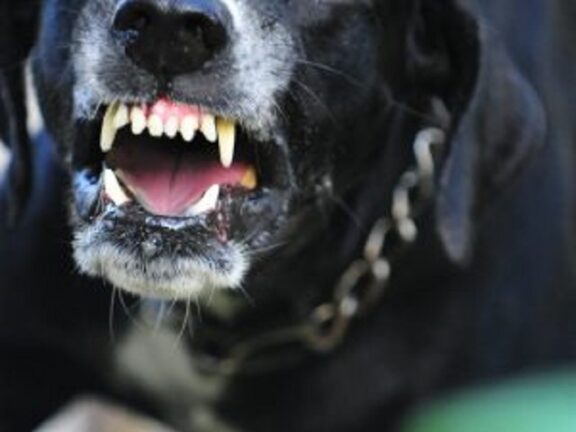 Anziana aggredita dai cani: 250 punti, morsi in faccia e al corpo