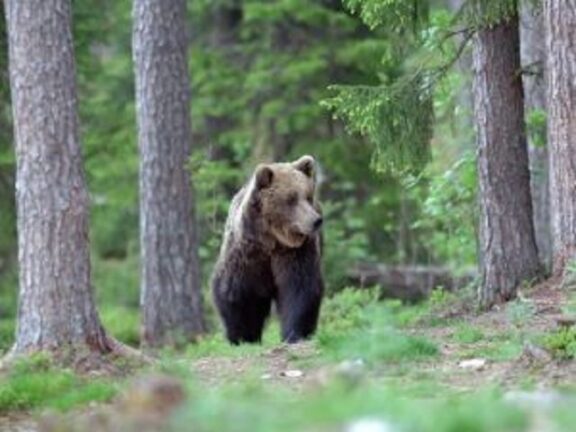 Il Trentino vuole abbattere l’orso che ha ferito padre e figlio