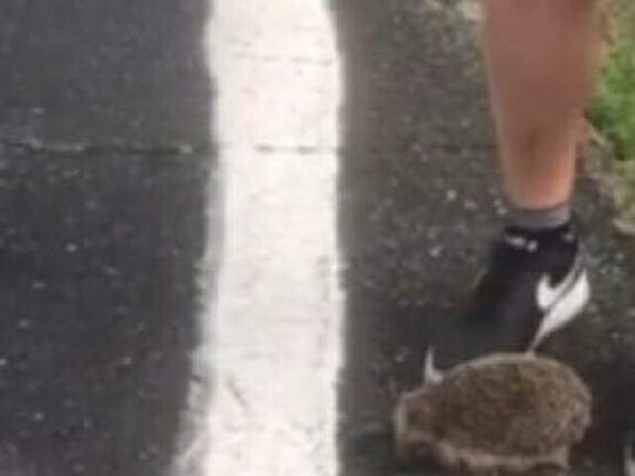 Torino: prendono a calci un riccio fino a ucciderlo e postano il video