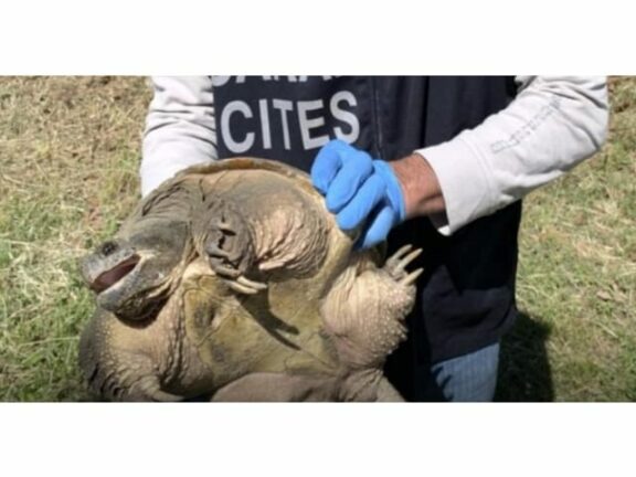 Monterotondo: trovata tartaruga azzannatrice sulle rive del Tevere