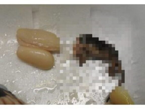 Orrore a Vicenza: compra una scatola di fagioli e dentro ci trova un topo morto decapitato