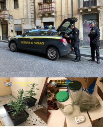 Coltivava piante di marijuana, baschi verdi arrestano uomo