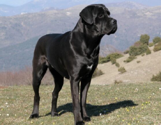 Donna azzannata da un pitbull: le stacca a morsi tre dita della mano