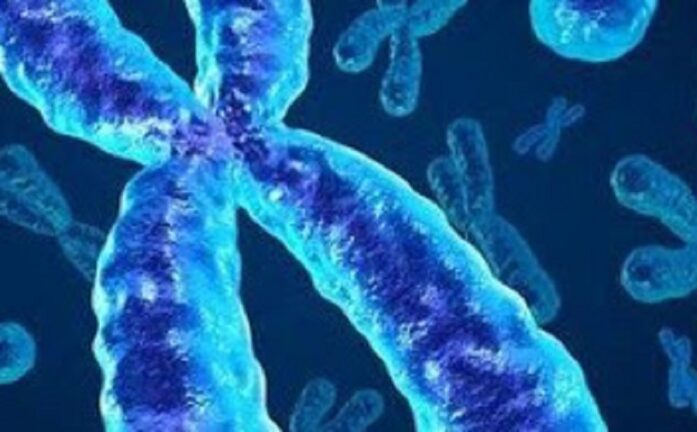 Ricerca, ottenuta prima sequenza completa cromosoma X