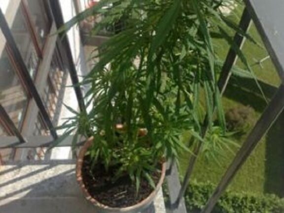 Tra le foto della casa in affitto spuntano piante di marijuana: “Serve al cane”