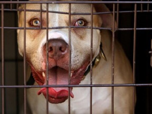 Pitbull azzanna padre e figlia a Montoro, l’uomo morso ai testicoli