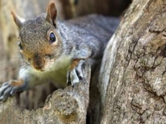 USA, uno scoiattolo è stato trovato positivo alla peste bubbonica