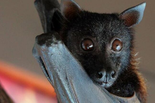 Bimba morsa da pipistrello a Livorno: curata a distanza dal Policlinico di Foggia