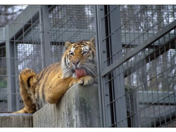 Zoo di Zurigo, tigre uccide una collaboratrice