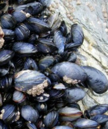 Cozze con biotossine oltre i limiti, annunciato immediato richiamo