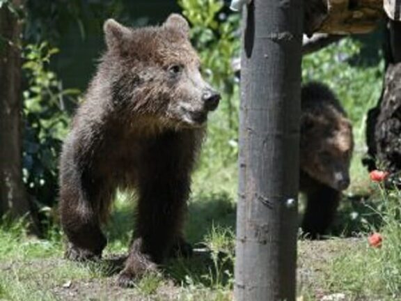 Orso aggredisce carabiniere in Trentino: animale catturato nella notte