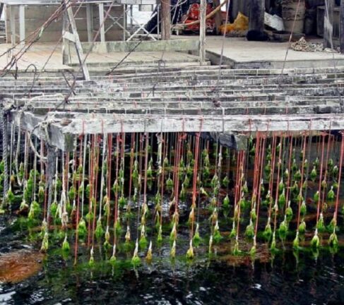 L’ultima crociata vip: “Le ostriche a km zero rovinano le coste”