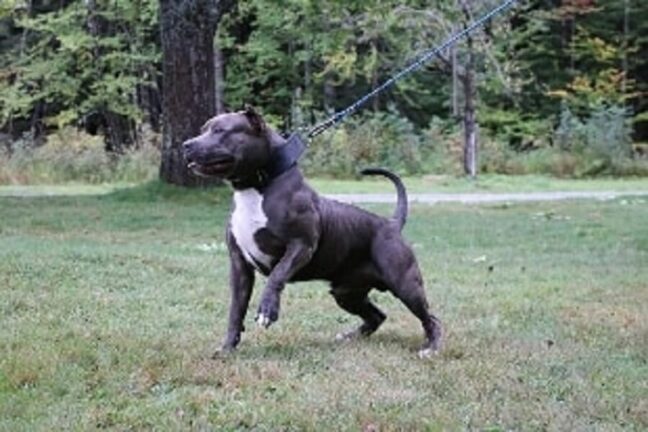 Famiglia aggredita dal proprio pitbull: due ricoverati