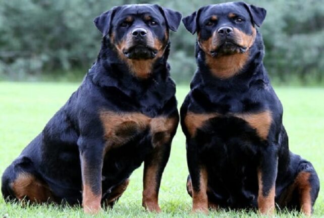 Rottweiler scappano e aggrediscono bimbo: è grave