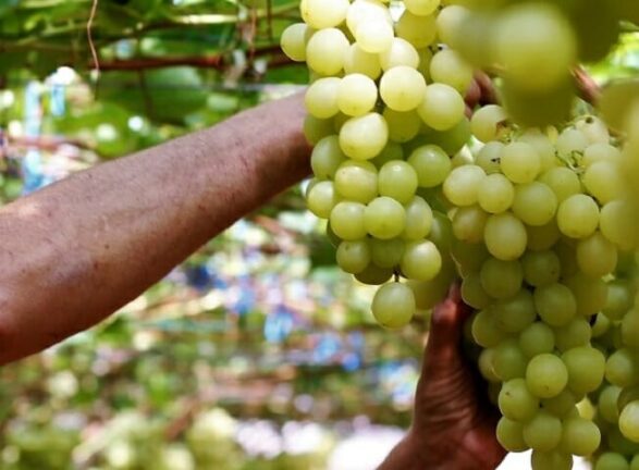 Grottaglie (Taranto): Furto di Uva, padre e figli denunciati