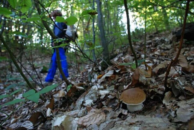 Valtellina, cercatore di funghi precipita in un dirupo e muore