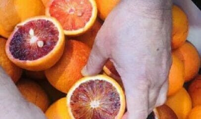 Alimentare: Oranfrizer, primo test arance rosse Australia