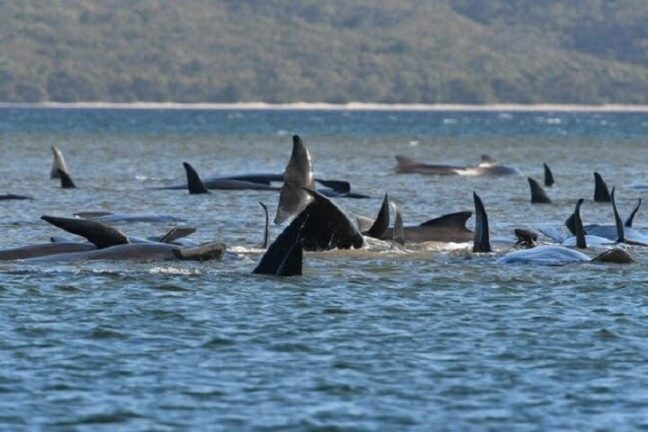 Spiaggiamento di massa: arenati 270 cetacei, 90 sono già morti