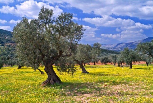 Fasano: Città dell'olio, quarta edizione della camminata tra gli olivi