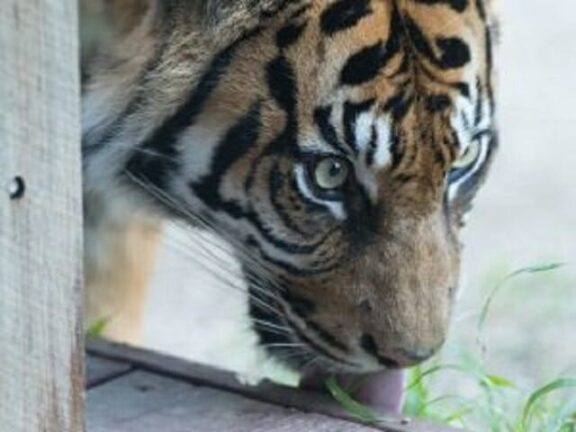 Comprano su internet un gatto e si ritrovano una tigre di Sumatra