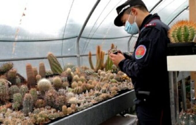 Il traffico del cactus da un milione di euro