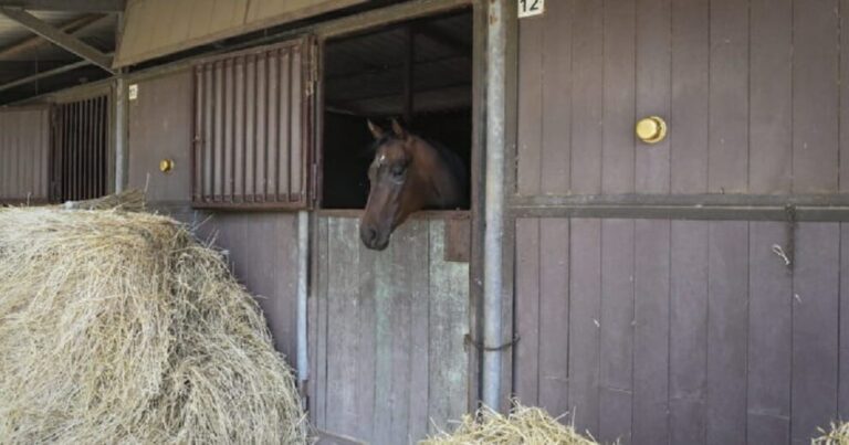 Corse di cavalli clandestine in mano alla mafia”: 33 misure cautelari