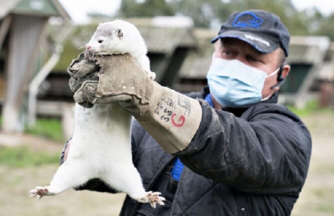 Danimarca possibile bomba sanitaria. Uccisi 15 milioni di Visoni