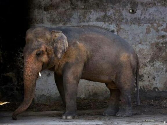 L’elefante Kaavan salvato dalla solitudine. Torna in Cambogia